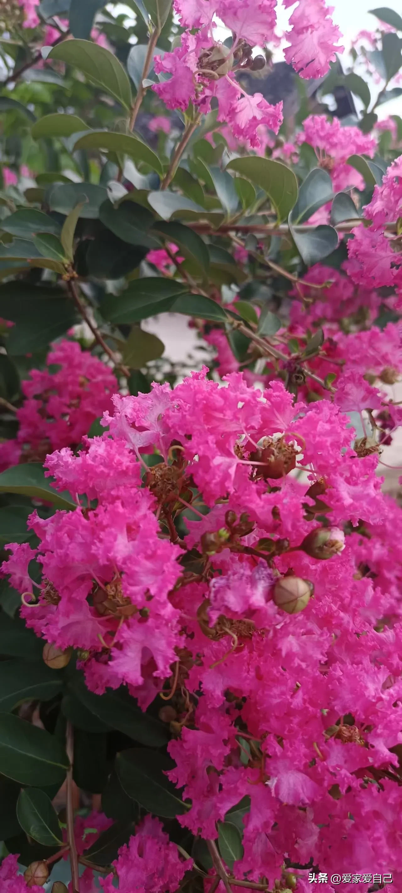 近日得知，上海教委已批准复旦大学、上海交通大学、同济大学等14所普通高校，自2025年起在部分专业继续试行普通高校插班生招生。-Illusion中国官网 - i社游戏免费下载i社中国官网